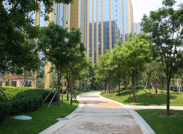 五环国际树阵绿化工程