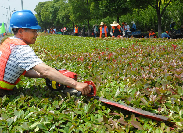 绿化养护