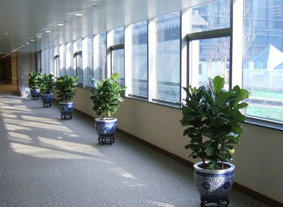 办公室绿化租赁