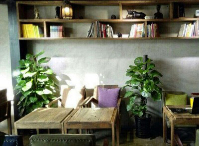 餐厅咖啡厅绿植租赁